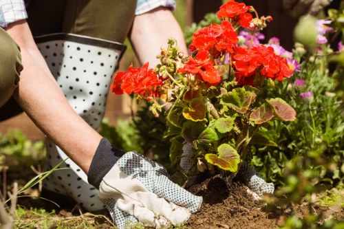 Healthy plants thriving in a cleared garden